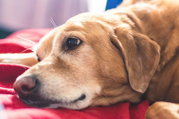 How to Develop a Balanced Homemade Diet for a Senior Dog?