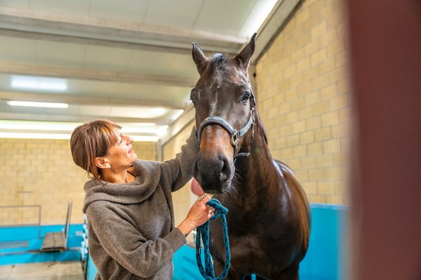 Essential veterinary checks for horses during border transit